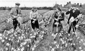 DaffodilPicking1947.jpg